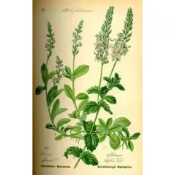 HERBATREND VERONIKAFŰ 30 G 30 g